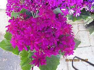 <i>Cineraria deltoidea</i> Species of flowering plant