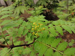 Zanthoxylum piperitum