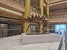 Tuojiangosaurus in Shandong Museum Shan Dong Bo Wu Guan Zhan Shi Kong Long Zhi Yi .jpg