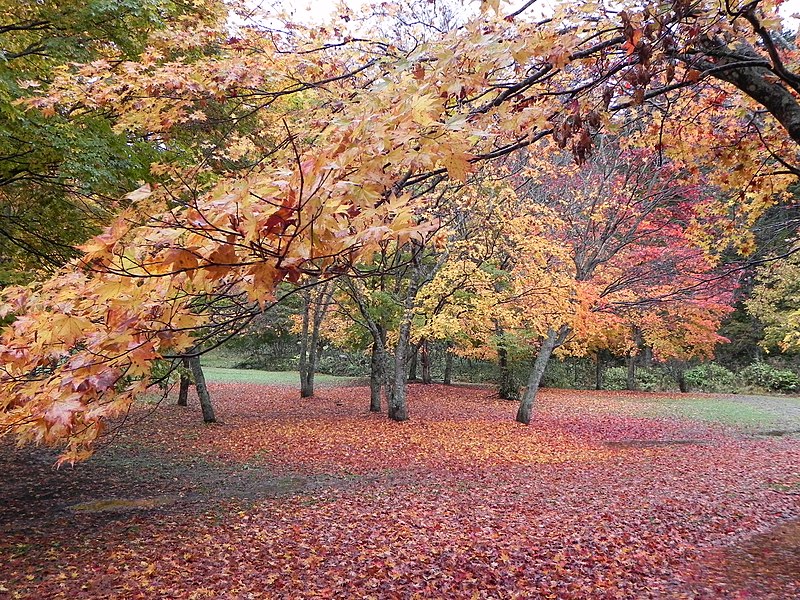 File:絨毯のような（Like a pink carpet） - panoramio.jpg