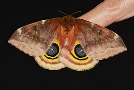 Eyespots on a female moth - 7746 - Automeris io - Io Moth (47990121411).jpg