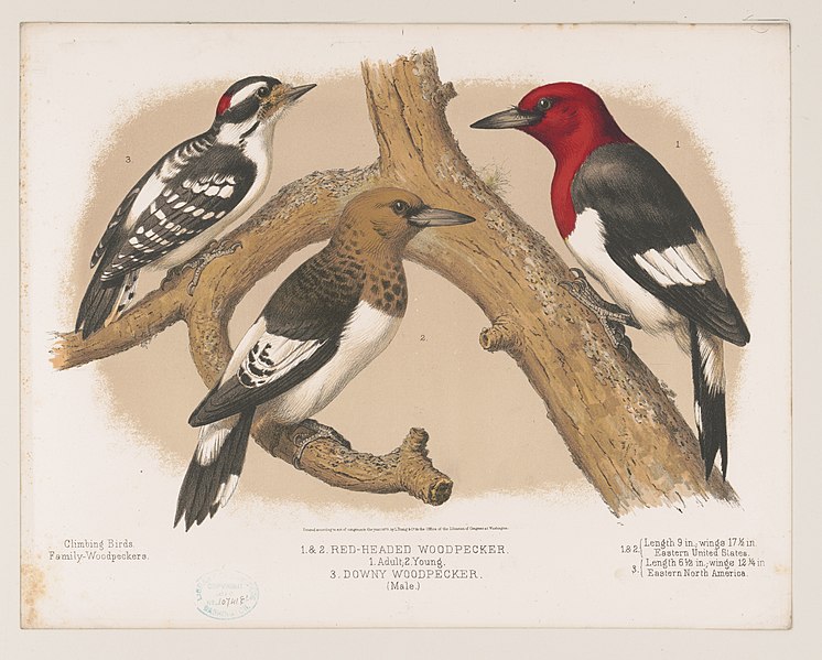 File:1. & 2. Red-headed woodpecker. 1. Adult. 2. Young. 3. Downy woodpecker (male) LCCN2003664023.jpg