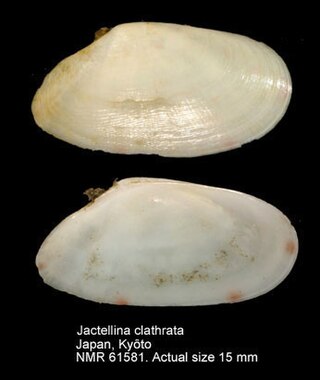 <i>Jactellina clathrata</i> Species of mollusks