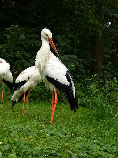 File:2011-07-05 Zoo Rostock 06.jpg