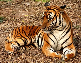 Pietų Kinijos tigras (Panthera tigris tigris)