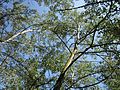 Populus alba (Silber-Pappel)