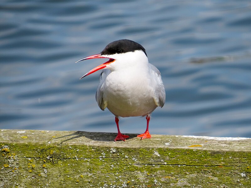 File:2014-05-18 Sterna hirundo, Killingworth Lake, Northumberland 07.jpg