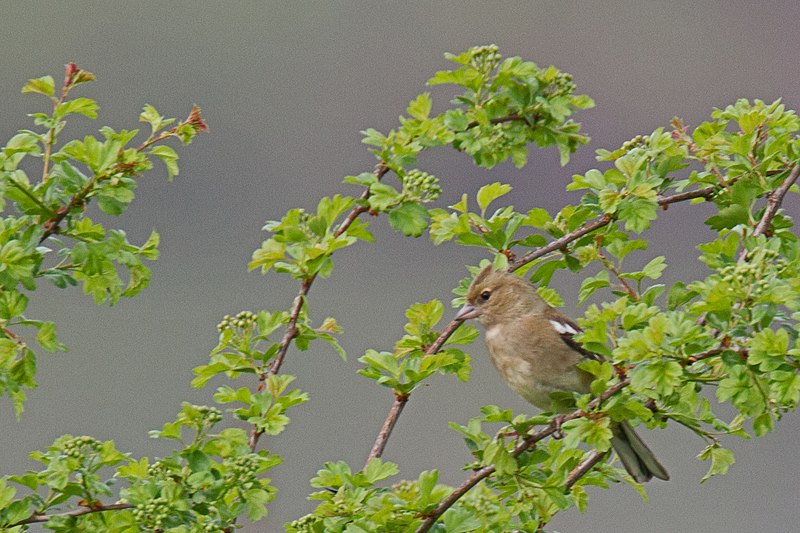 File:20140403 053 Kessel Weerdbeemden Vink (13609713674).jpg