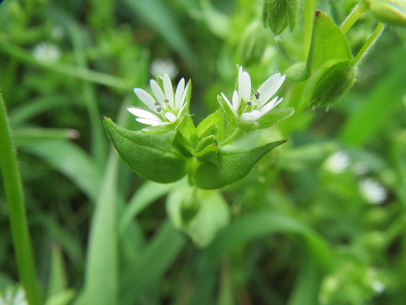 File:20140407Stellaria media3.jpg