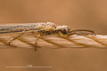 Cabeza e tórax (con antenas con forma de maza) de formiga león adulta