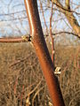 Kora młodej gałęzi oliwnika wąskolistnego.