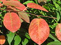 Leaves in Autumn