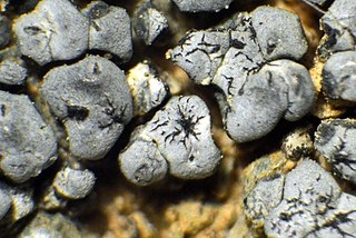 <i>Aspicilia cyanescens</i> Species of lichen