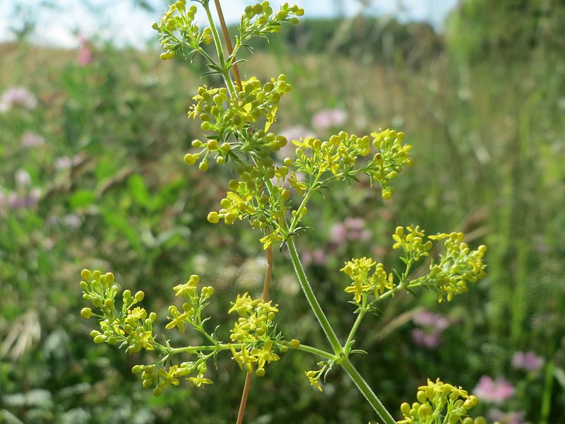 File:20160627Galium verum1.jpg