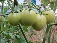 20160820Solanum lycopersicum1.jpg