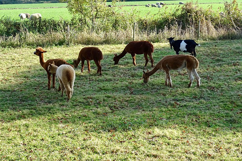 File:20181010 lamas geit en schapen langs de Leppedijk Nij Beets.jpg