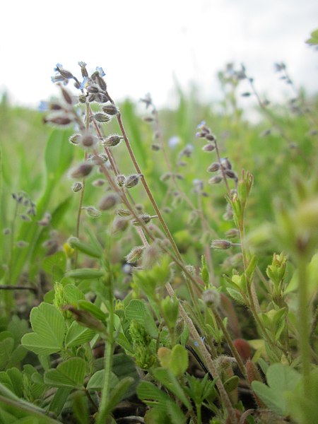 File:20190505Myosotis ramosissima3.jpg