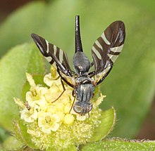 2021 01 27 Metasphenisca tetrachaeta 2.jpg