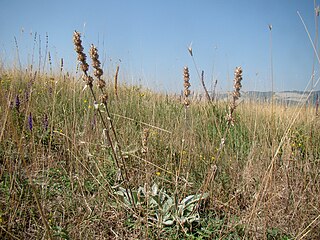 Fortune Salaire Mensuel de Stachys Cretica Combien gagne t il d argent ? 1 000,00 euros mensuels