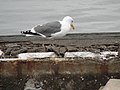 386 Western gull on damaged dock (14935950388).jpg