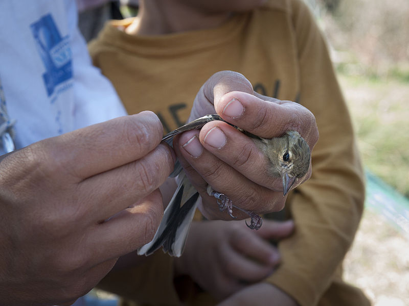 File:5 Students at bird ringing.jpg