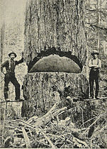 Cut tree, 1900, Seattle area