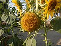 9941Bangkal Sunflowers in Bulacan 22.jpg