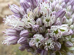 Allium Ampeloprasum