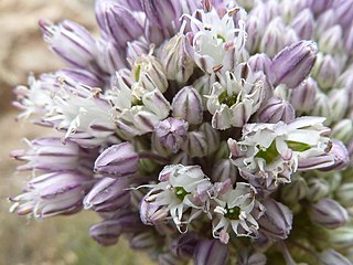 <i>Allium ampeloprasum</i> Species of flowering plant