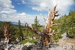 Borovice dlouhověká a Národní park Great Basin