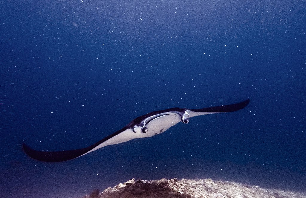 A Flying Manta ray