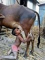 A Mbororo child breath feeding from a cow