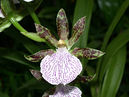 Zygopetalum_maculatum