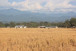 Campos de grãos de cores claras perto de grandes montanhas