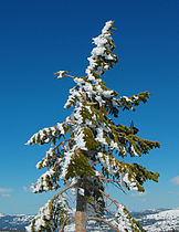 Top of tree, West Truckee, California