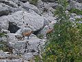 Abruzzo Chamois on the Gran Sasso mountain.