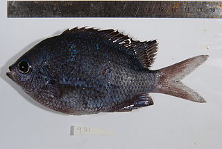 <i>Abudefduf margariteus</i> Species of fish