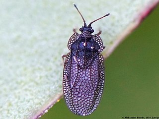 Acalypta