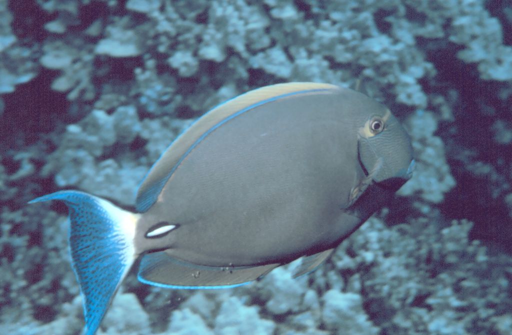 Acanthurus dussumieri.jpg