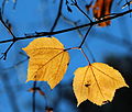 yellow leaves from back