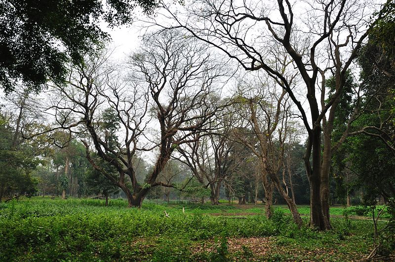 File:Acharya Jagadish Chandra Bose Indian Botanic Garden - Howrah 2011-02-20 1528.JPG