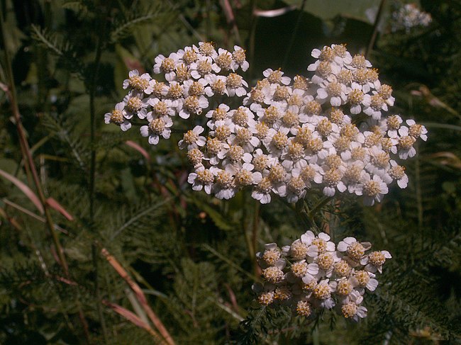 Yarrow