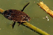 Acilius.sulcatus.female.jpg