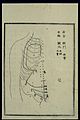 Acu-moxa chart; Liver channel in the thorax and abdomen Wellcome L0037985.jpg