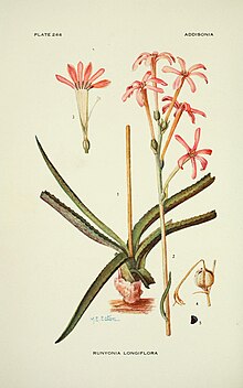 Addisonia (TABELLE 244) - farbige Abbildungen und populäre Beschreibungen von Pflanzen (1916- (1964)) (16150476494) .jpg