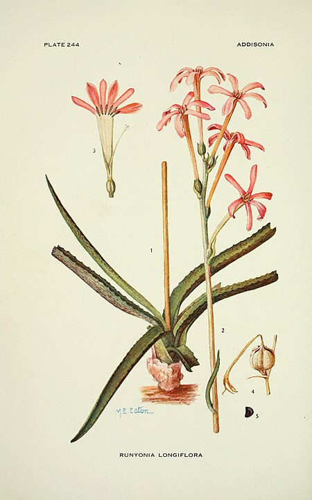 Manfreda longiflora