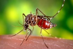 Aedes aegypti CDC9175.tif