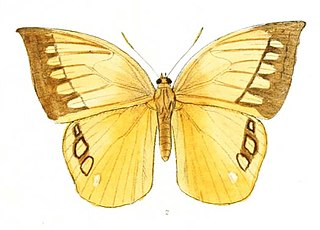 <i>Aemona lena</i> Species of butterfly