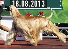 Afghan Hound Wikipedia