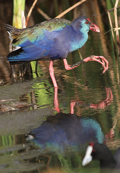 File:African (Purple) Swamphen, Porphyrio madagascariensis at Marievale Nature Reserve, Gauteng, South Africa (24294873045).jpg